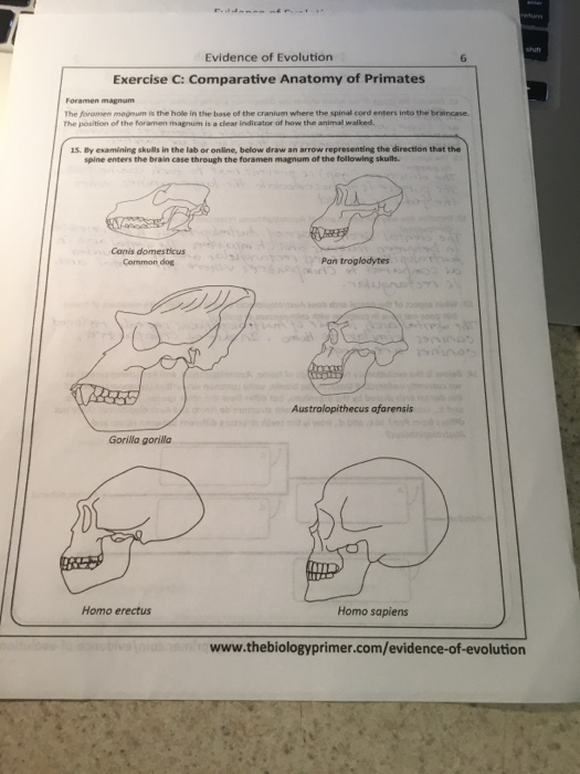 Solved Evidence of Evolution Exercise C: Comparative Anatomy | Chegg.com
