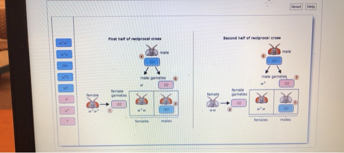 part a experimental technique reciprocal crosses