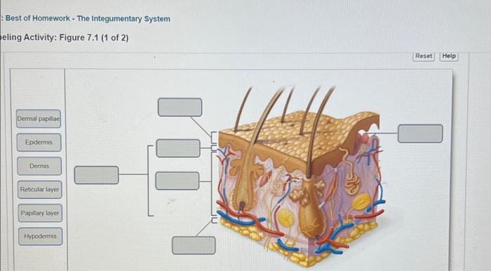 Solved : Best of Homework - The Integumentary System eling | Chegg.com