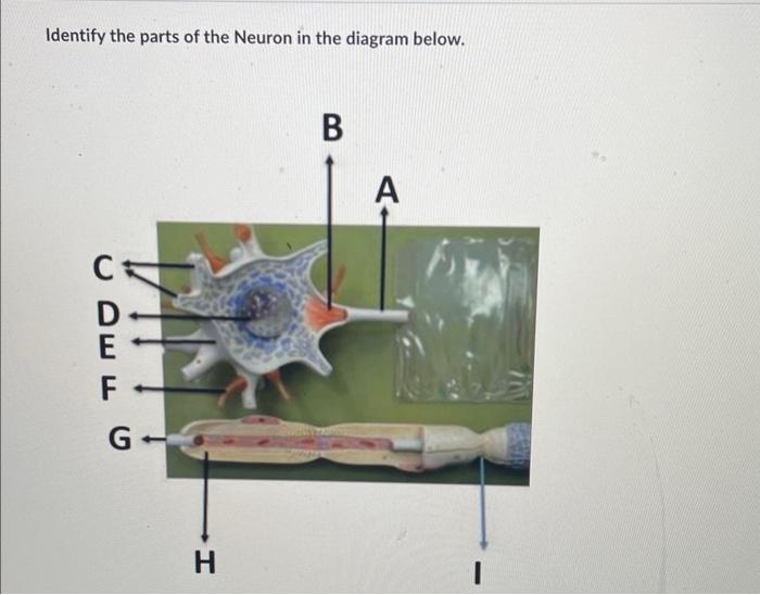 Solved Identify the parts of the Neuron in the diagram | Chegg.com