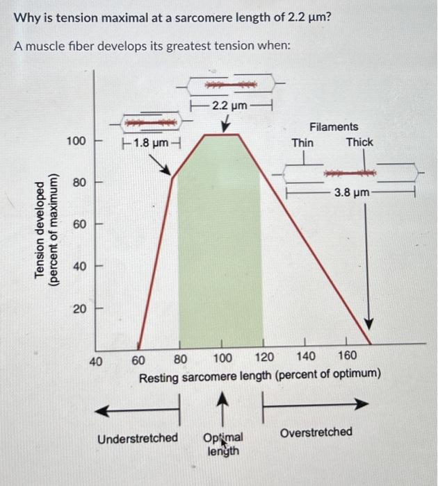 PreMed - Ya conoces los valores Es importante identificar a los pacientes  con presin arterial normal alta o que padecen HAS no diagnosticada en el  primer nivel de atencin debemos conocer las