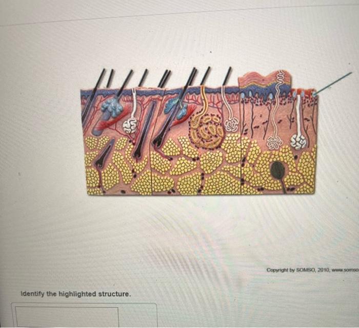 Solved Identify the highlighted structure. Copvight by | Chegg.com