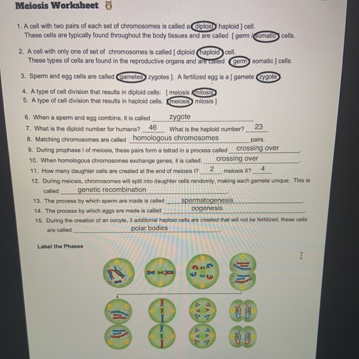 solved-meiosis-worksheet-88-1-a-cell-with-two-pairs-of-each-chegg