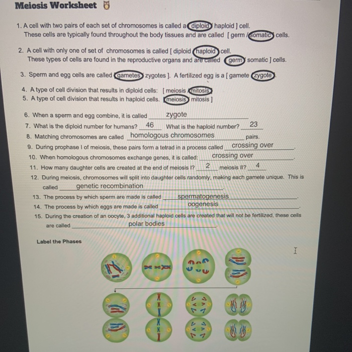Solved Meiosis Worksheet 88 1. A cell with two pairs of each | Chegg.com