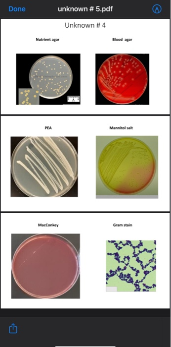 Solved Done unknown # 5.pdf Unknown #4 Nutrient agar Blood | Chegg.com