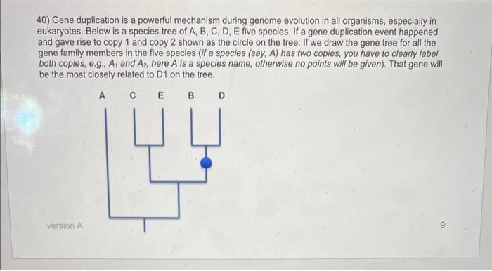40) Gene duplication is a powerful mechanism during | Chegg.com