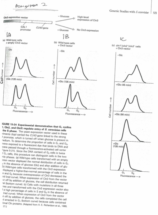 Language genetic comparison image