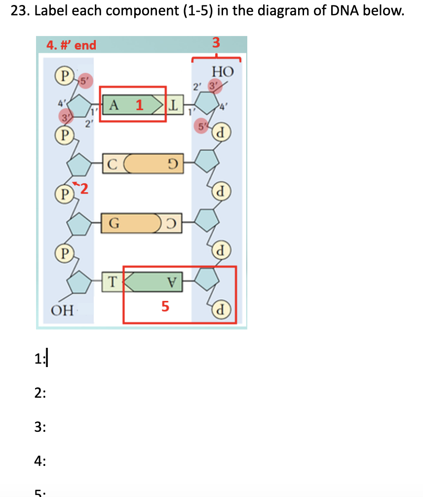 Solved Label each component (1-5) ﻿in the diagram of DNA | Chegg.com