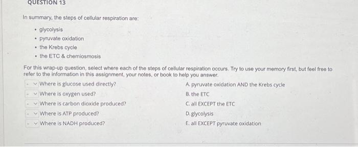 Solved In summary, the steps of cellular respiration are: - | Chegg.com