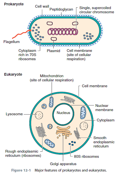 promoters in prokaryotes and eukaryotes - oscillatoria prokaryotic or eukaryotic