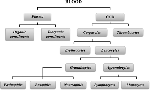 White Blood Cell Flow Chart
