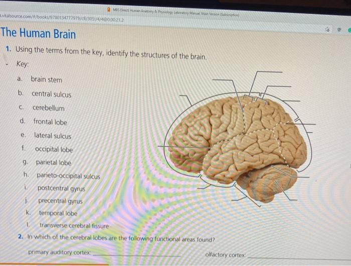 Solved 9. Name the division of the autonomic nervous system | Chegg.com