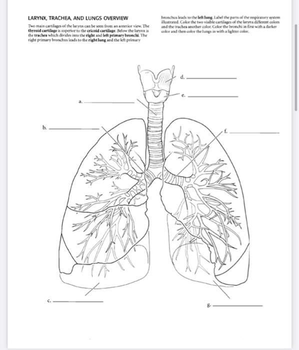 Solved LUNGS AND MEMBRANES The lugar in the thoracic city on | Chegg.com