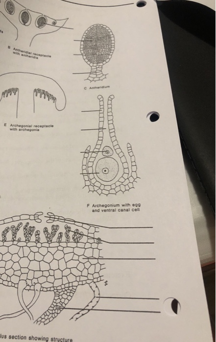 Solved E Archegonial receptacle with archegonia F | Chegg.com