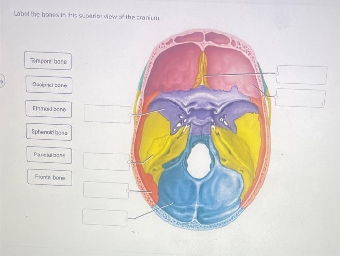 superior skull anatomy