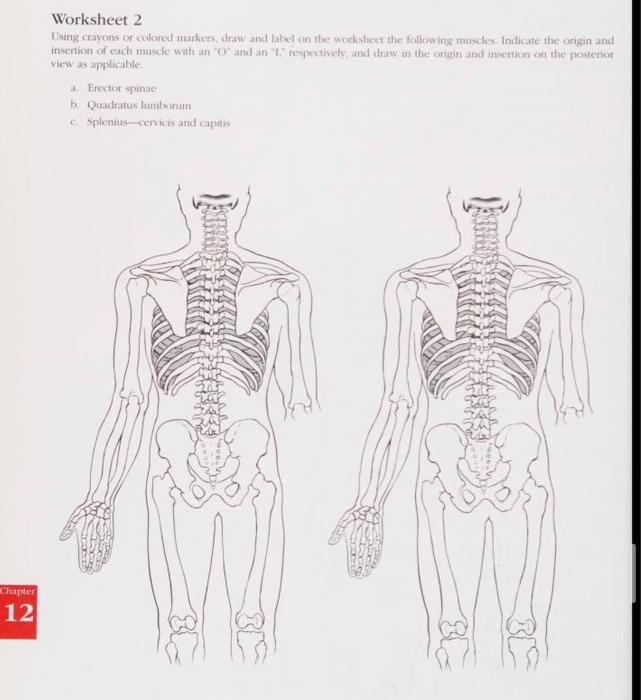 Solved Worksheet 2 Using crayons or colored markers, draw | Chegg.com