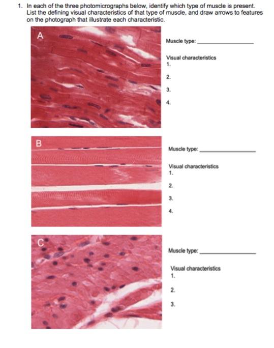 Solved 1. In each of the three photomicrographs below, | Chegg.com