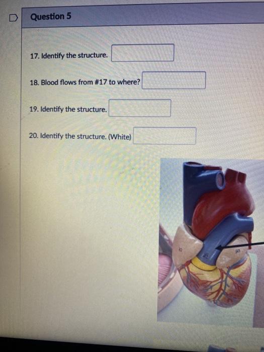 Question 5 17. Identify the structure. 18. Blood flows from #17 to where? 19. Identify the structure. 20. Identify the struct