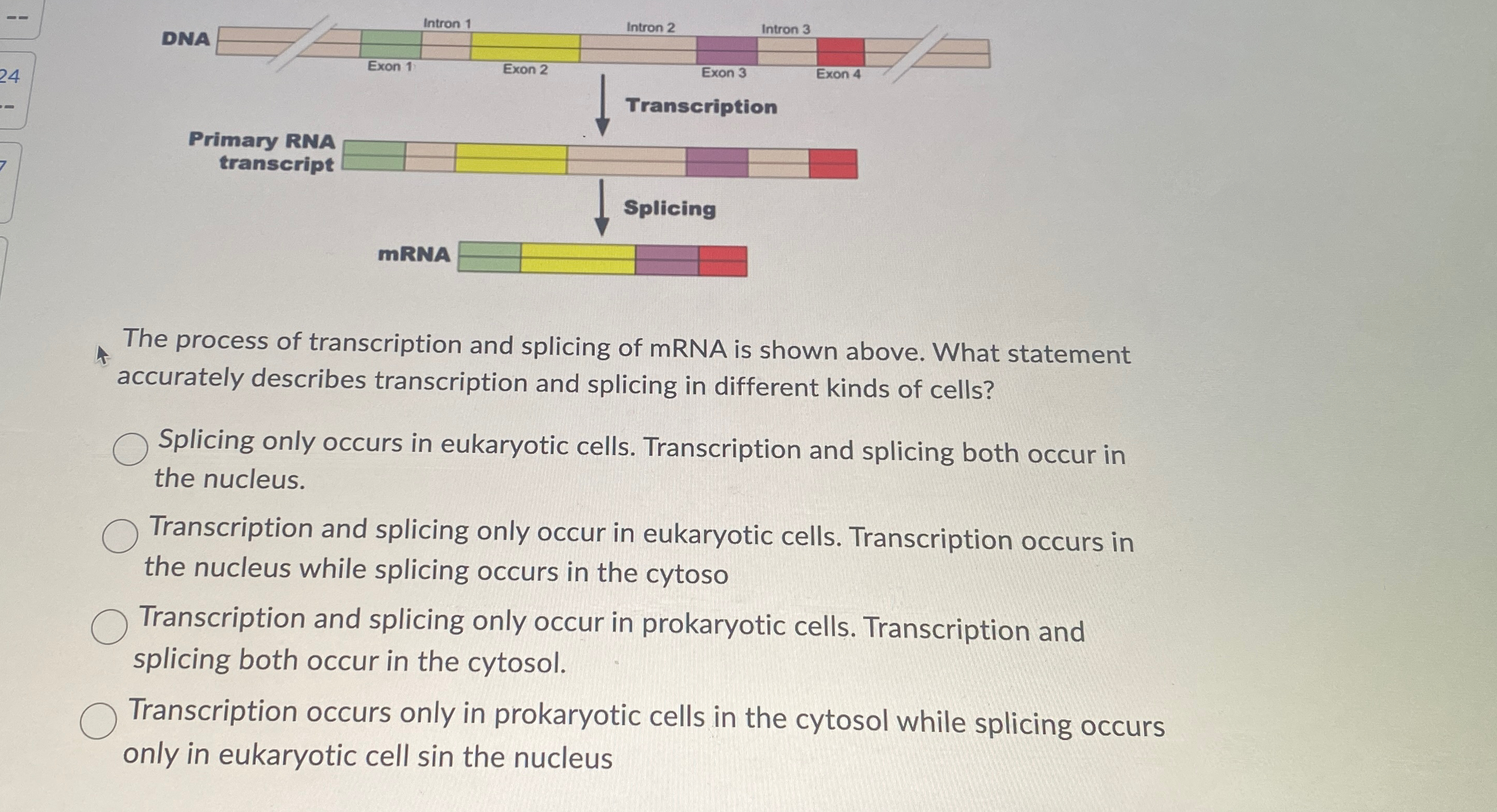 Solved The process of transcription and splicing of mRNA is | Chegg.com