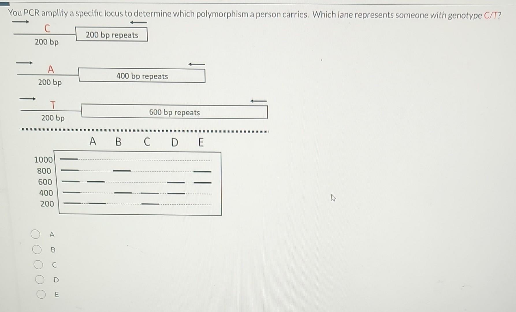 Solved You PCR amplify a specific locus to determine which