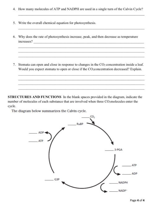 what-is-another-name-for-the-calvin-cycle-mharion-mance-calvin