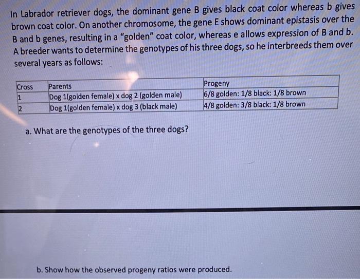 Solved In Labrador retriever dogs, the dominant gene B gives