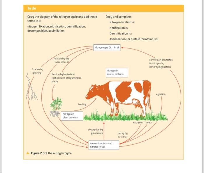 Solved Copy the diagram of the nitrogen cycle and add these Biology Diagrams
