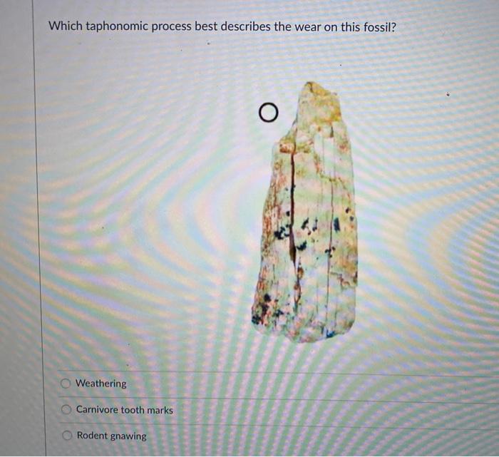 Solved Which taphonomic process best describes the wear on | Chegg.com