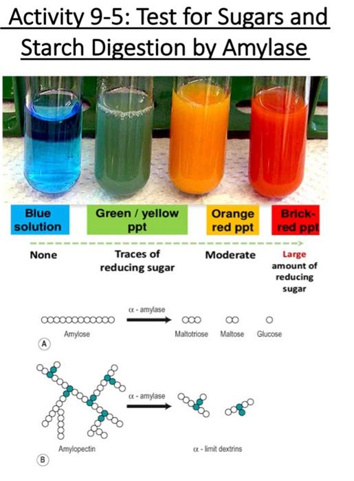 solved-lab-report-activity-9-5-test-for-sugars-and-starch-chegg