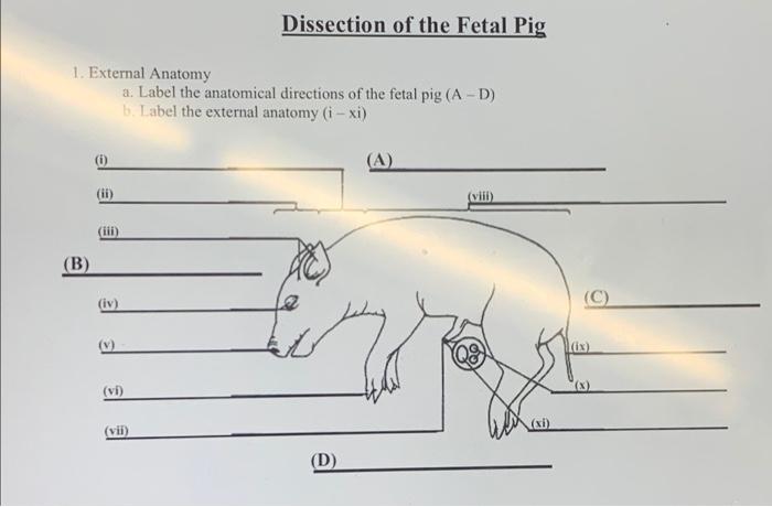 fetal pig diagram