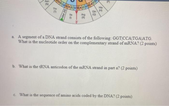 Solved 8. Consider the genetic code wheel below: Gly Phe Lou | Chegg.com