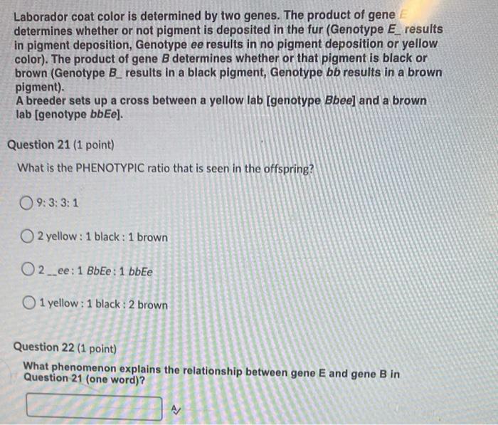 Solved Laborador Coat Color Is Determined By Two Genes. The | Chegg.com