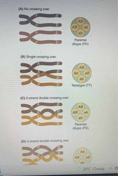 Solved Consider The Imaginary Neurospora Genes A And B That Chegg Com