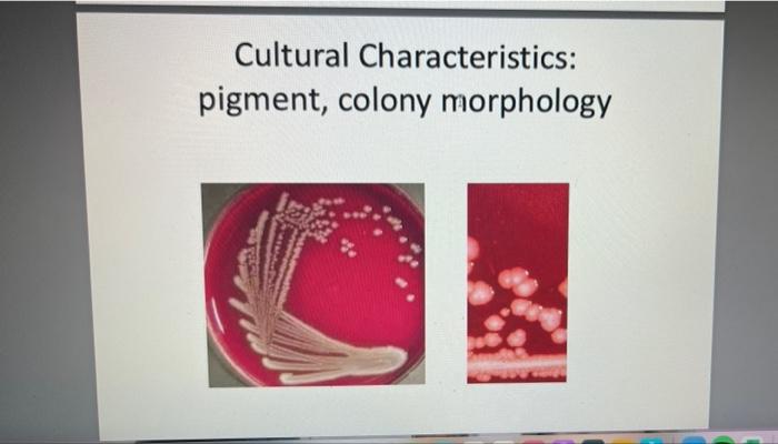 Solved Microscopic Images: Gram Stain, Morphology, | Chegg.com