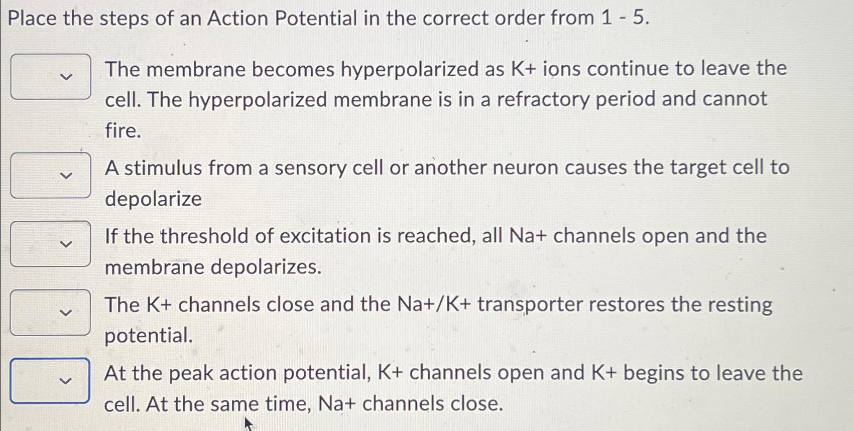 Solved Place the steps of an Action Potential in the correct | Chegg.com