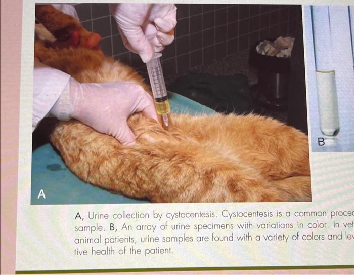 Solved A, Urine collection by cystocentesis. Cystocentesis | Chegg.com