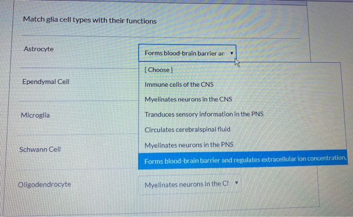 Glial Cells: Types and Functions