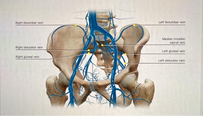 Solved a. View the four veins in this module and compare | Chegg.com