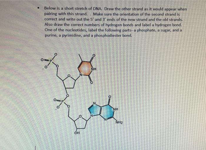 Solved Below is a short stretch of DNA. Draw the other | Chegg.com