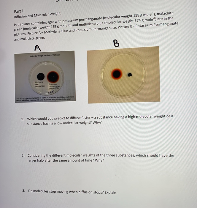 Solved 12 Name Diffusion/Osmosis Virtual Lab Part Diffusion
