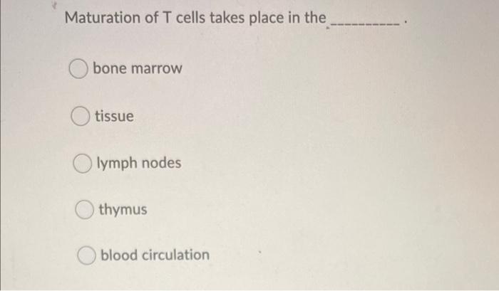 site of maturation of t cells in lymph nodes