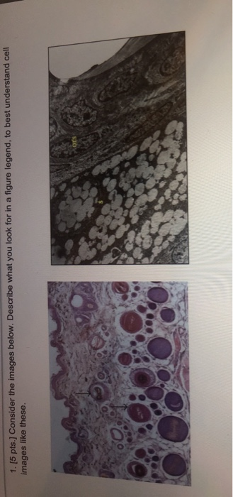 Solved 1. [5 Pts. Consider The Images Below. Describe What | Chegg.com