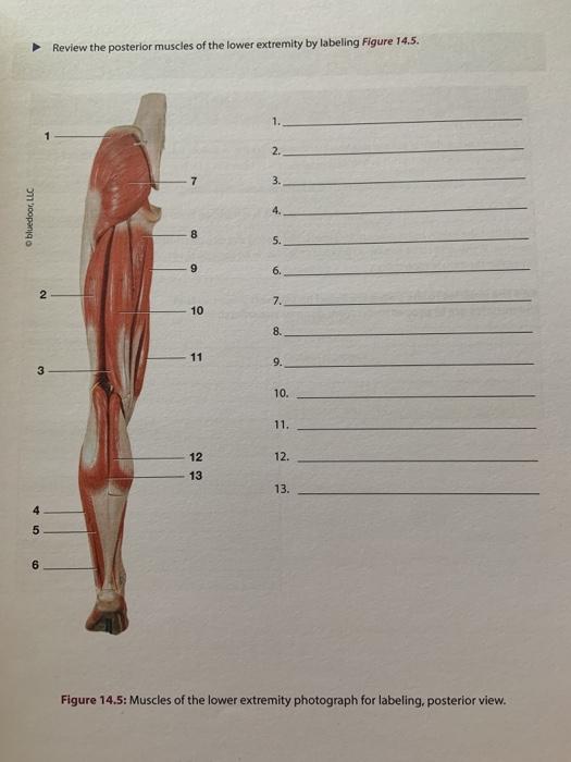 lower extremity muscles labeled