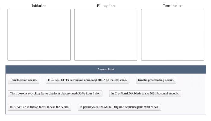 Solved Initiation Elongation Termination Answer Bank | Chegg.com