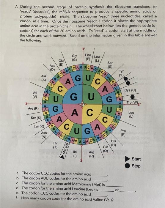 Dna Replication Transcription Translation And Mutation Worksheet DNA