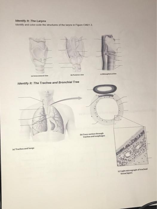 Solved Identify it: The Larynx Identity and color code the | Chegg.com