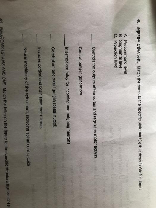 Solved 40. MOTOR CONTROL: Match the terms to the specific | Chegg.com