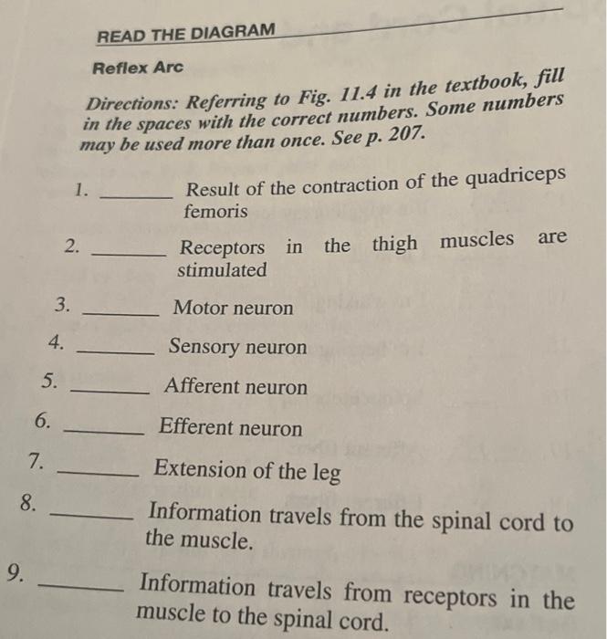 READ THE DIAGRAM Reflex Arc Directions: Referring to | Chegg.com
