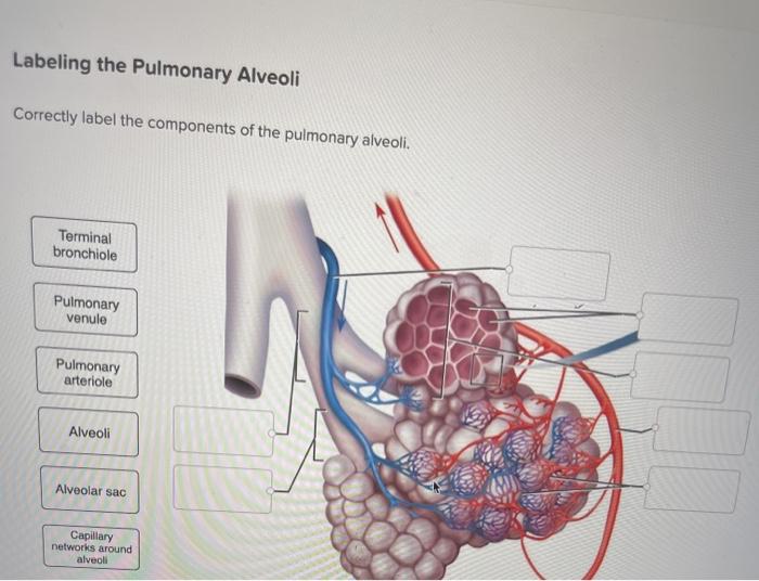 Solved Labeling the Pulmonary Alveoli Correctly label the