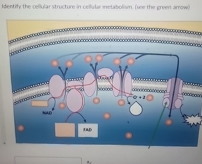 Solved Identify the cellular structure in cellular | Chegg.com